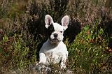BOULEDOGUE FRANCAIS 818